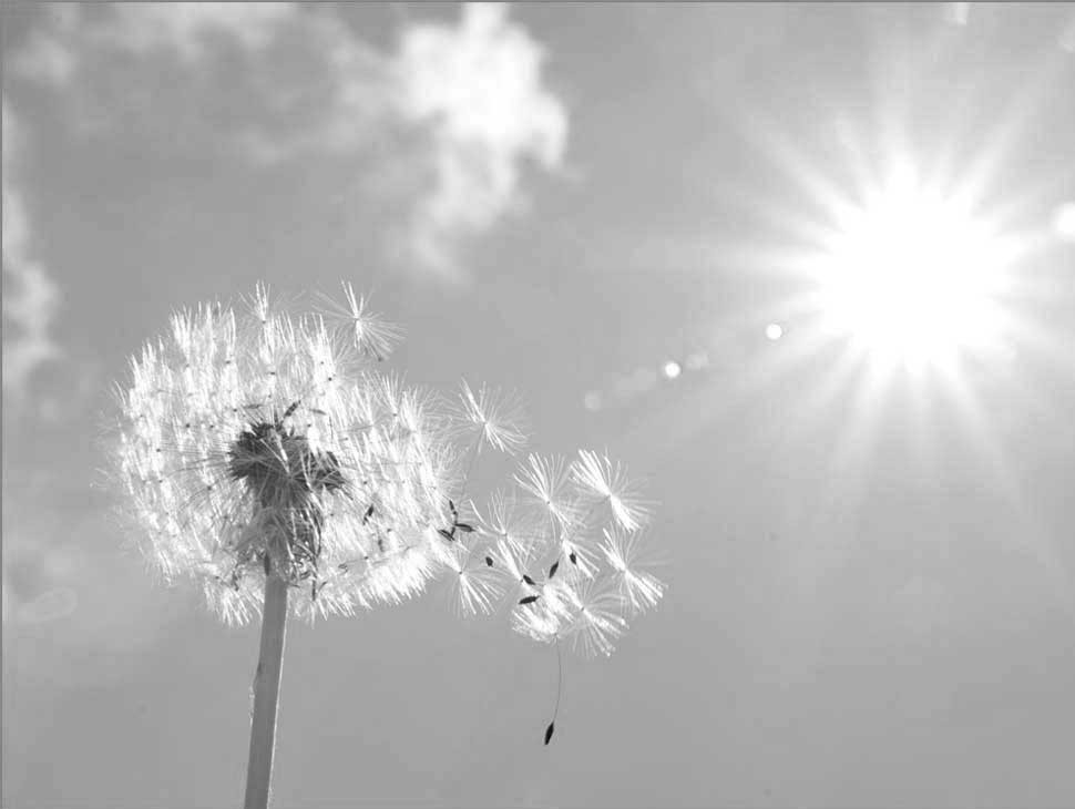 Pusteblume